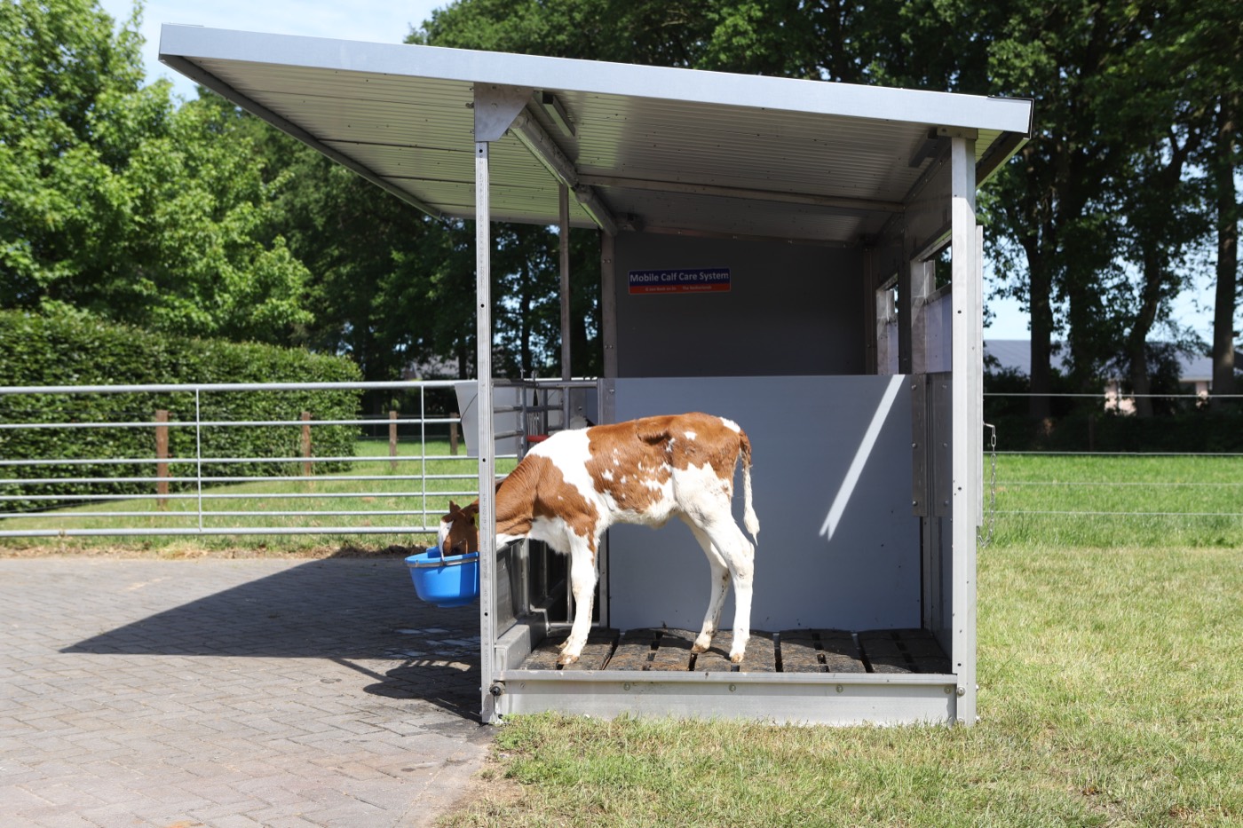 Un veau dans l'enclos Mobile Calf Care System